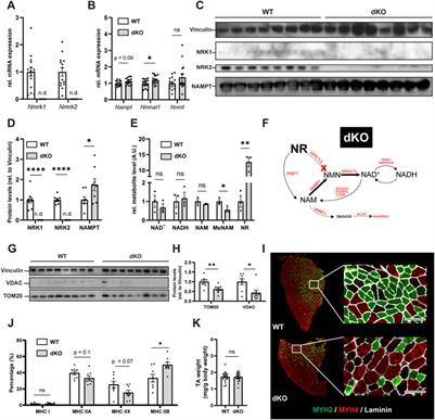 Nicotinamide riboside kinases regulate skeletal muscle fiber-type specification and are rate-limiting for metabolic adaptations during regeneration